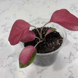 Aglaonema Latusolic Red