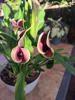 Beautiful Purple Calla Lily 🪴