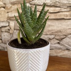 Aloe House Plant In 3"H Cute Pot.