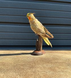 Taxidermy Cockatiel