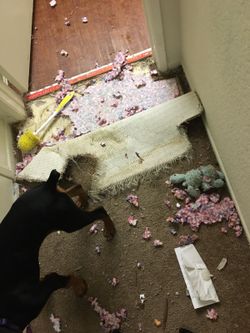 Carpet clean and repairs