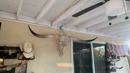 Bull Horns head 79 inches  long