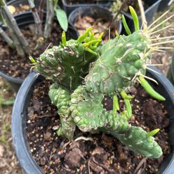 Dragon Bone, Cactus