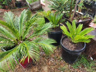 Sago Palm