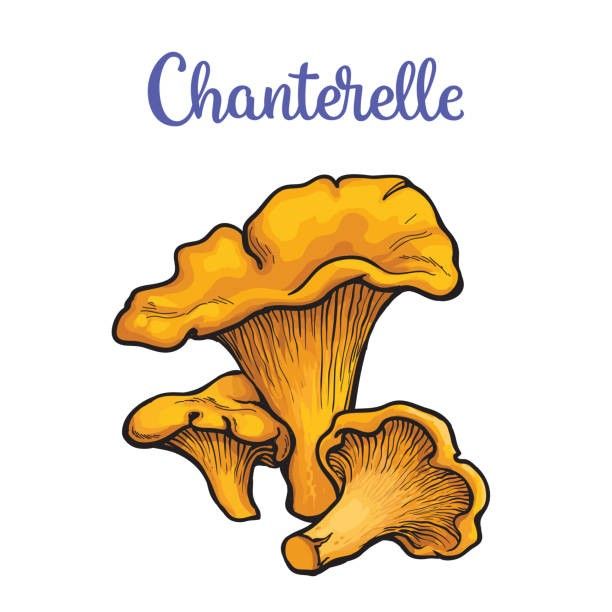 chanrell mushrooms 