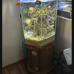 Fish Tank 