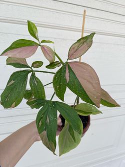Pink Syngonium plant