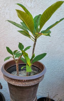 Plumeria Plant t