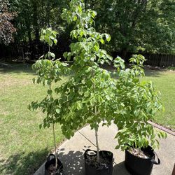 Potted Trees