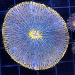 Artificial UFO Plate Coral