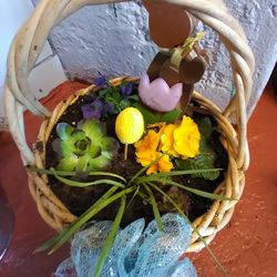 Floral Basket /easter/succulents, Pansies,primrose Etc Etc..