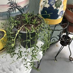 Una Succulents 
