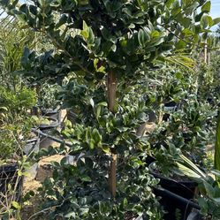 Ligustrum japonicum, Waxleaf Privet Hedges plant, 15gal