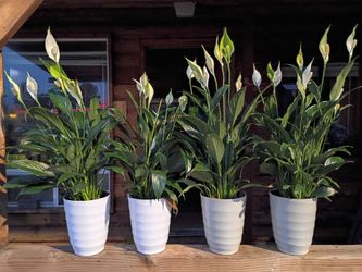 Peace Lily Plants (Spathiphyllum)🪴 w/ Self-Watering Planters