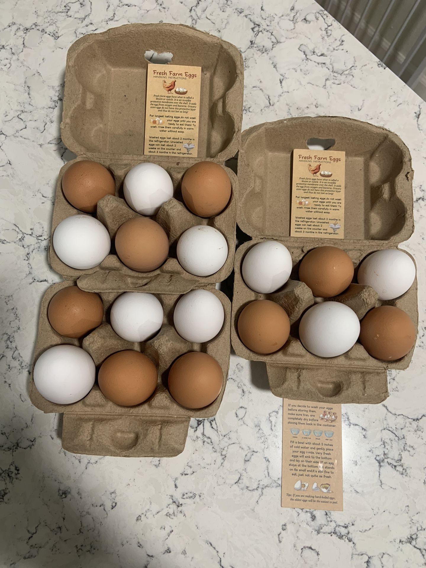 Fresh Eggs