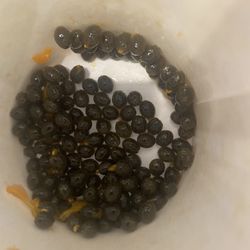 Papaya Plant Seeds 