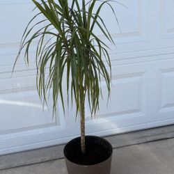 Indoor Plant (Dracaena) 