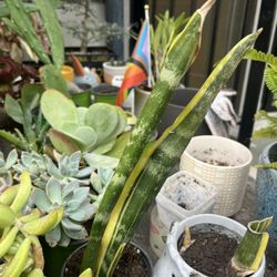 Succulents, Cacti, Etc