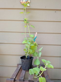 Cuban Oregano Plant