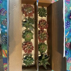 10 Mini Succulents 