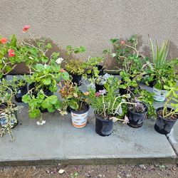 Geraniums And Succulents 