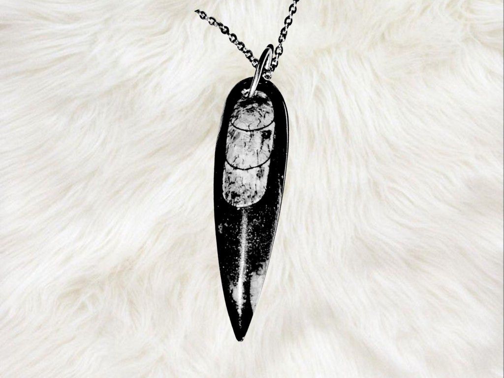 Genuine Fossilized Orthoceras Pendant with Stainless Steel Necklace. Shipping Only. 