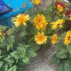 Variety Of Different Flowers ! 