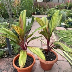 Hawaiian Cordyline 20$ Each