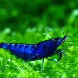 Blue Dream Shrimp