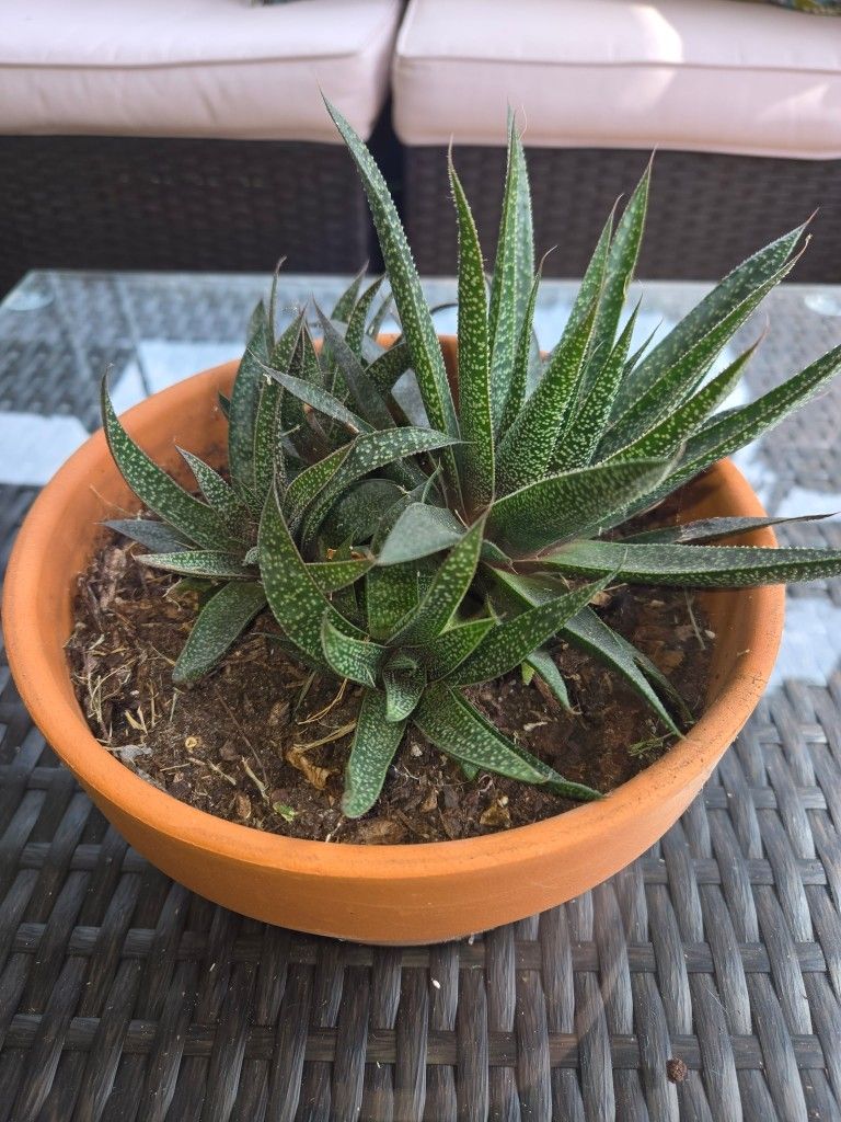 Haworthia Succulent $20