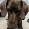 Jake