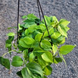 Philodendron Brasil Plant 8" Pot 