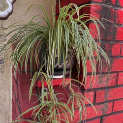 Chlorophytum comosum