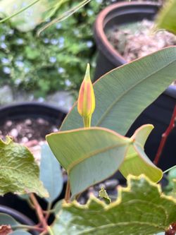 Eucalyptus Plants (List of Species)