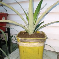Pineapple Plant (Organic)