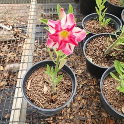 Rosas Del Desierto 1gallon 2ft Tall