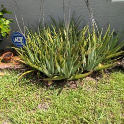 Aloe Plant