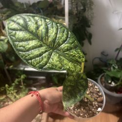 Alocasia Dragon scale mint