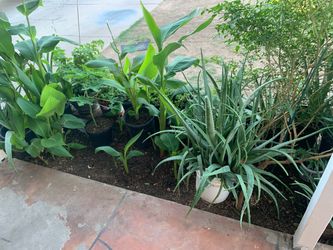 Mixed Plants Collection Part Three
