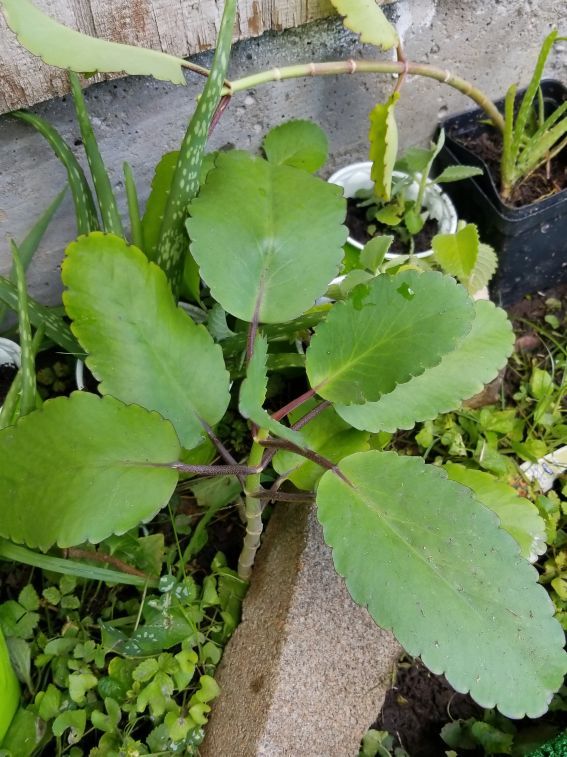 Wonder of the world/ Fey Lougawou/Miracle Leaf/Leaf of LIFE