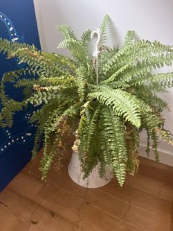 Large Boston Fern in Hanging Pot