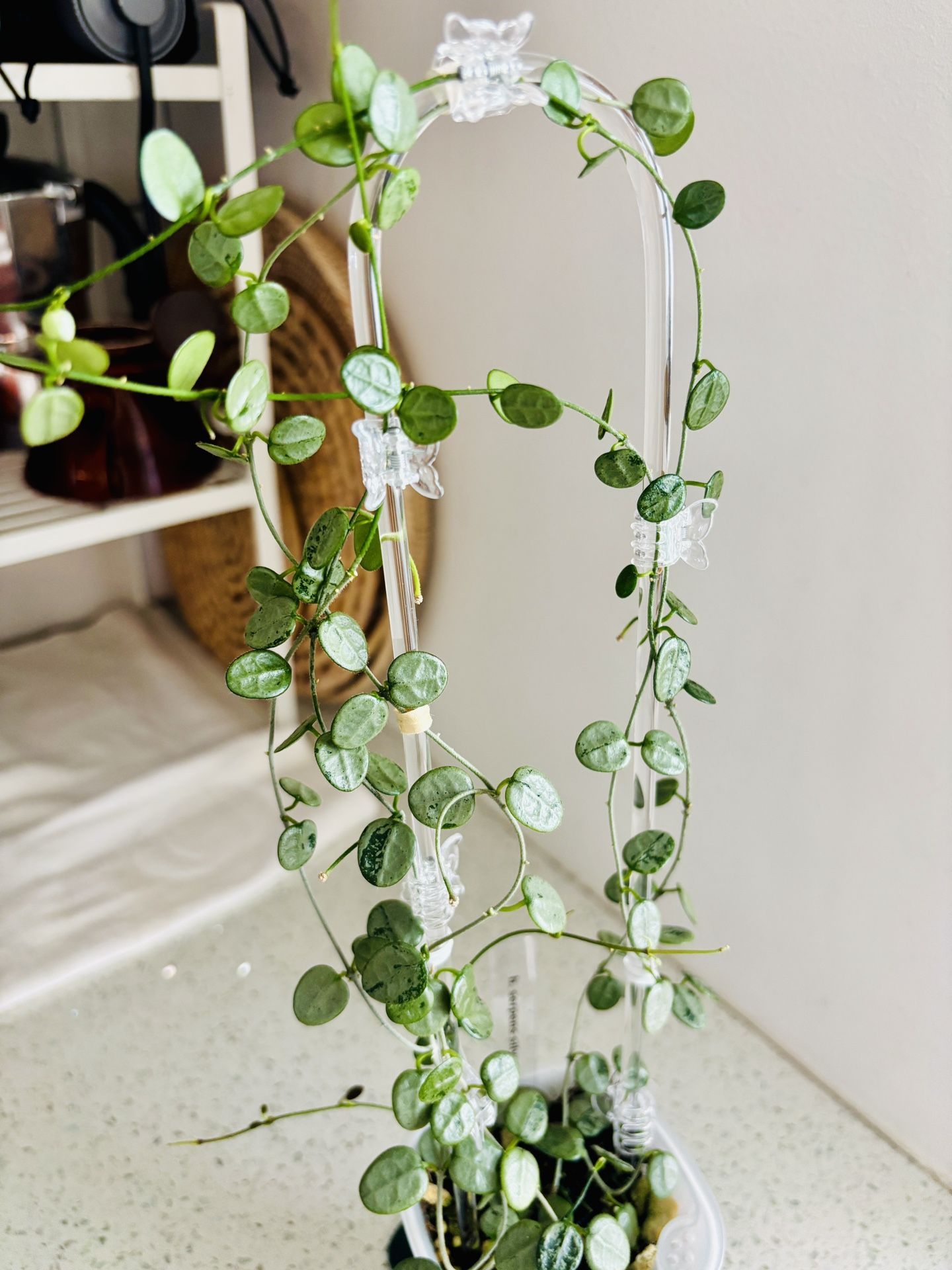 Hoya Serpens Silver Cutting