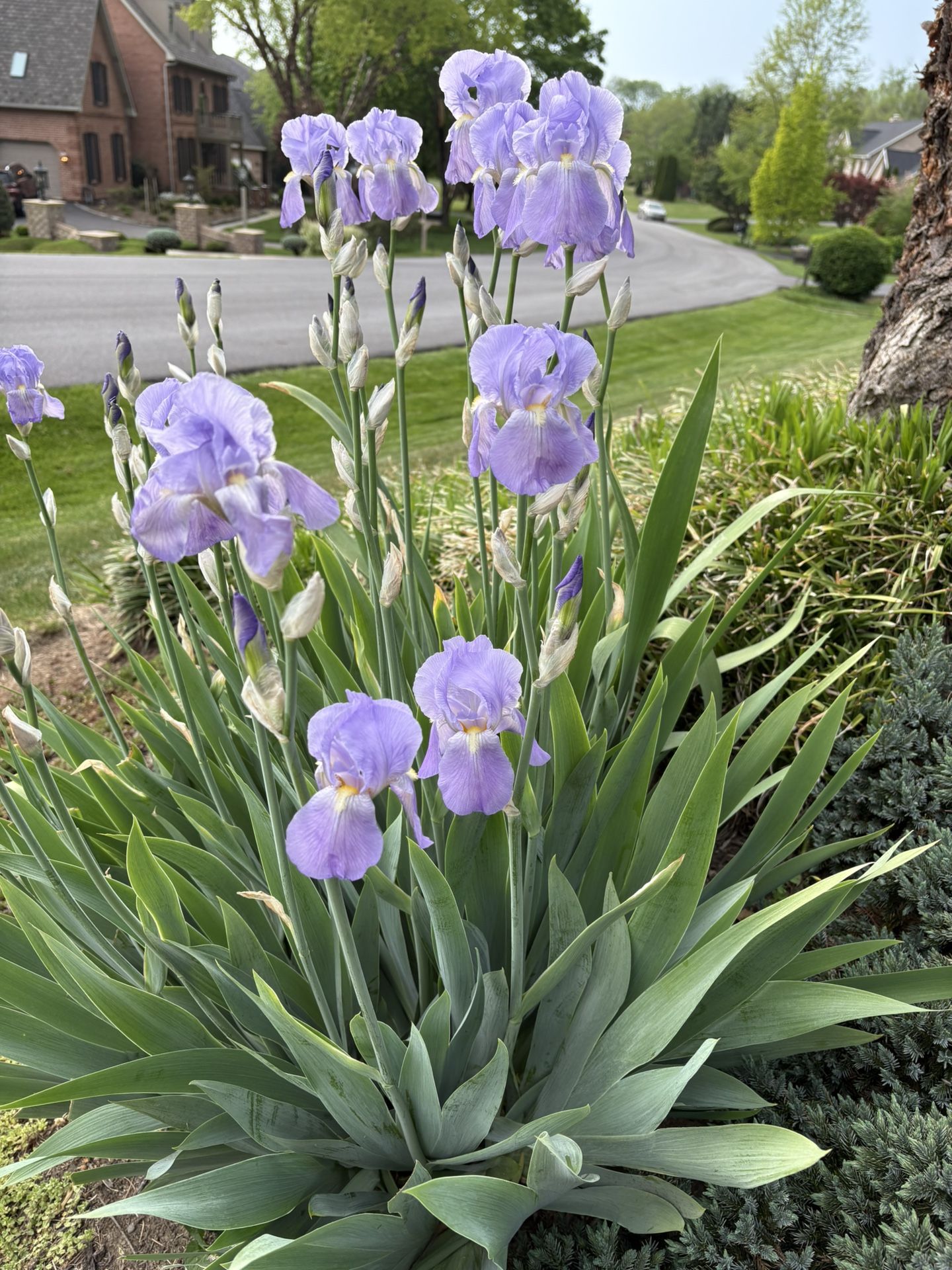 Landscape plants - prices vary