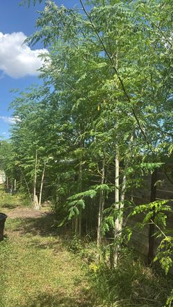 Live Moringa Trees