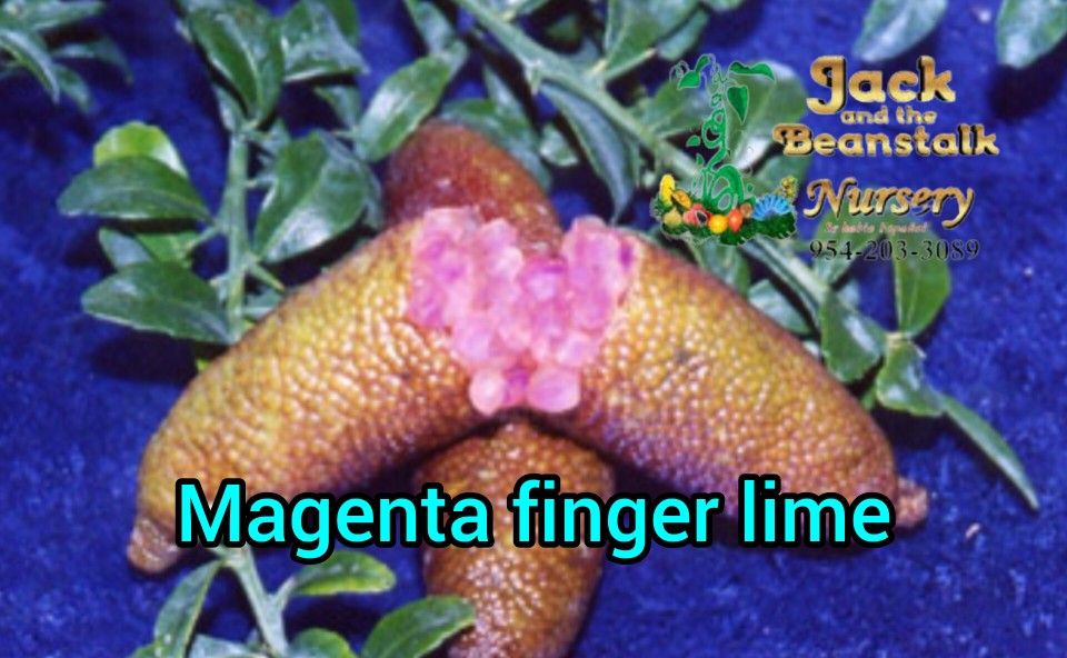 Magenta Finger Lime Grafted Trees 3gal Arboles De Limon Caviar Injertados