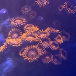 Ornamental Corals For Sale In Lake Worth Beach F.L. 