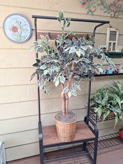 5 ft silk accent tree in a pot
