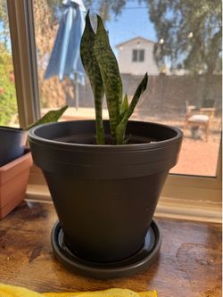 Snake plant with Pot