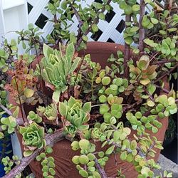 $25 Jade Plant, Succulent Flowers & Planter