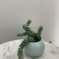 Succulents 